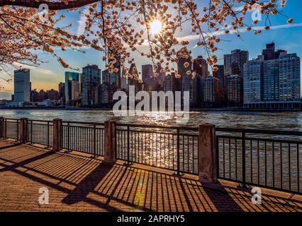 Sonnenuntergang hinter Kirschblüten (Kwanzan Prunus serrulata) mit Blick auf die Skyline von Manhattan, von Roosevelt Island aus gesehen Stockfoto