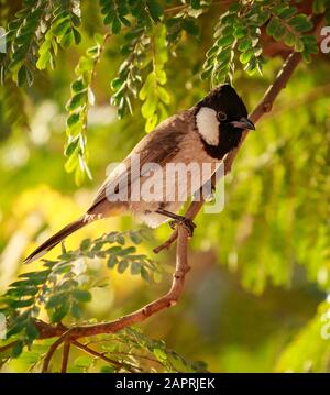 Nahaufnahme eines gemeinen Bulbul, der auf dem Ast sitzt Eines Baumes mit unscharfem Hintergrund Stockfoto