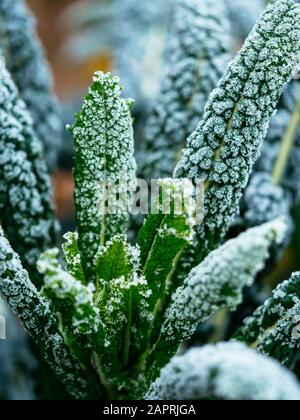 Kale Nero Di Toscana mit Frost in einem Gemüsegarten Ende Januar. Stockfoto