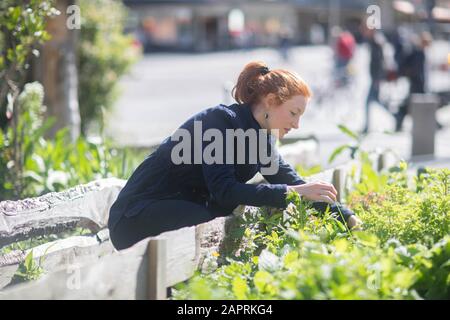 Junge Frau, die in einem städtischen Garten in einer Stadt arbeitet Stockfoto