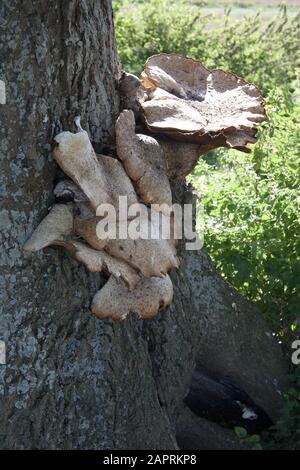 Polyporus an Pilze wachsen auf einem Baum Stockfoto