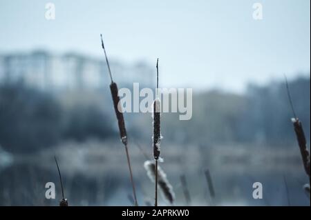 Tiefgefrorene Schilf in der Nähe des Tarifen in der Stadt im Winter Stockfoto