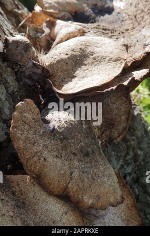 Polyporus an Pilze wachsen auf einem Baum Stockfoto