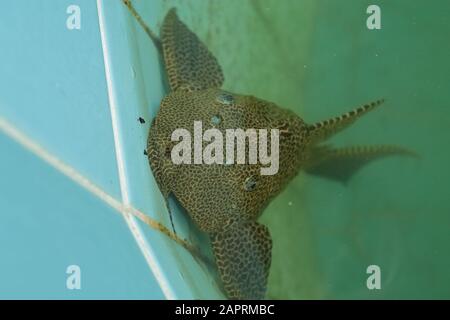 Großer brauner Flussfisch unter Wasser. Fische sind im klaren Wasser zu sehen. Exotische Fische leben im Aquarium Stockfoto