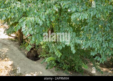 Bern, Schweiz - 26. Juli 2019: Braunbär im Zoo Bern, Schweiz. Braunbären sind Symbol für die Hauptstadt der Schweiz. Stockfoto