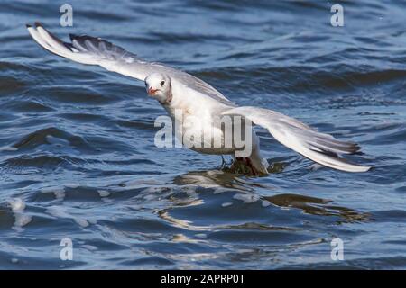 Nahaufnahme der schwarzen Möwe, die vom Wasser fliegt Stockfoto