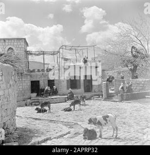 Israel 1948-1949: Peki'in Drusian Dorfbewohner und Jungvieh auf einem kleinen Platz in der Nähe einer Wasserquelle in einem Dorf. Auf dem Dach eines Hauses eine Frau mit Wäscheleinen Datum: 1948 Ort: Galiläa, Israel, Peki'in Schlüsselwörter: Dächer, Dorfstatuen, Kälber, Plätze, Viehbestand, Wäsche, Wasserquellen, Wohnungen Stockfoto