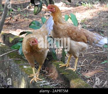 Zwei indische Hühner, Indien, Kerala, Kochi Stockfoto