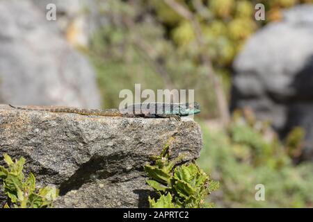 Ein Southern Rock Agama, das auf einem Felsen sonnt. Stockfoto