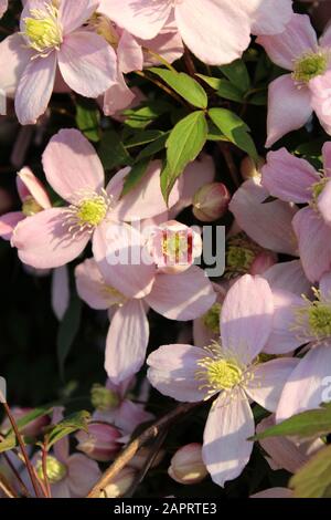 Vertikale selektive Fokus Aufnahme von schönen clematis Montana Blumen mit Ein unscharfer Hintergrund Stockfoto