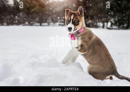 Husky blau Augen Welpen Hund spielt draußen im Winter Schnee Stockfoto