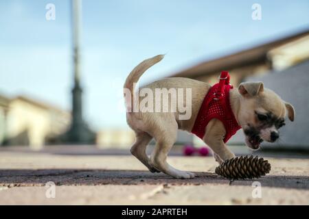 Schöne Aussicht auf einen chihuahua, der mit einer Pinecone im Freien spielt An einem kühlen Tag Stockfoto