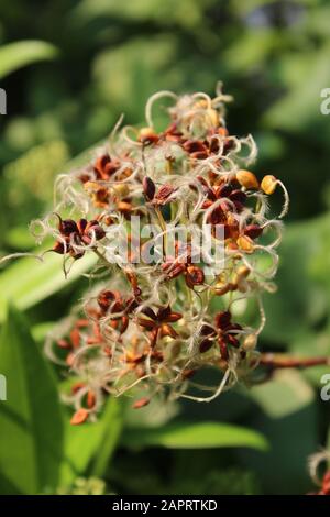 Vertikale selektive Fokusaufnahme von schönen Clematis Blumen mit einem Unscharfer Hintergrund Stockfoto