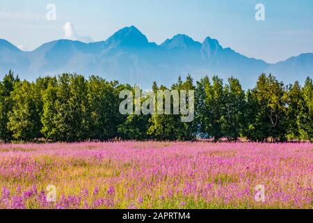 Mitte Juli blüht ein Feld von Feuerkraut (Chamaenerion angustifolium) vor der Straße, die zum Hatcher Pass führt, der in der Nähe von Palmer, Alaska, liegt. Die Ch... Stockfoto