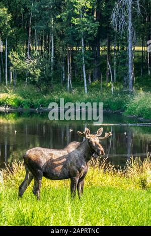 Ein junger Bullenelch (Alces alces) ernährt sich in der Nähe eines kleinen Teiches in der Nähe des Kincaid Park in West Anchorage, Alaska. Geweihe sind zu dieser Zeit noch in „vet“... Stockfoto