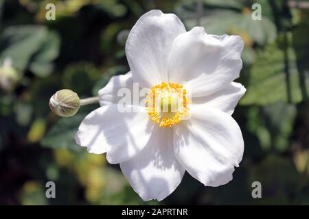 Selektiver Fokus von einer schönen weißen Ernte Anemone Blume Mit unscharfem Hintergrund Stockfoto