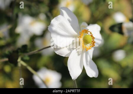 Selektive Fokusaufnahme einer schönen mit weißer Ernteanemone Blume ein verschwommener Hintergrund Stockfoto