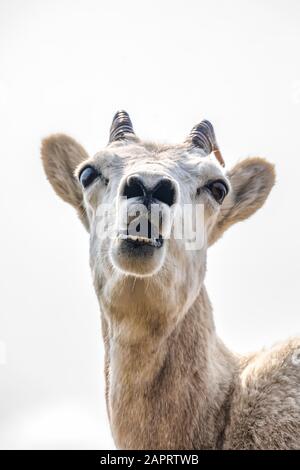 Dall Schafe Mutterschafe (Ovis dalli) Steht auf einem Felsvorsprung mit Blick auf das Wasser von Turnagain Arm südlich von Anchorage in Süd-Zentral-Alaska Stockfoto