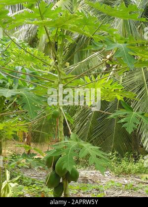 Papaya-Baum und Obst in Kochi, Kerala, Indien Stockfoto