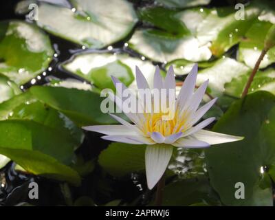 Weißer lotus (Nelumbo) blüht in einem Teich auf dem Grund grüner Blätter in Kochi, Kerala, Indien Stockfoto