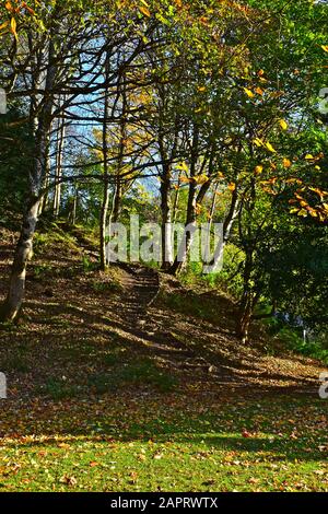 Ein kurvenreicher Fußweg führt durch die Bäume zum Gipfel der Wälder auf dem Stanley Hill in der hübschen Kreisstadt Dunkeld. Stockfoto