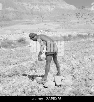 Israel 1964-1965: Ein Gedi EIN Bauer räumt sein Steinfeld auf, bevor er am Kibbutz Ein Gedi pflügt. Datum: 1964 Ort: Totes Meer, ein Gedi, Israel Schlüsselwörter: Felder, Bauern, Kibbutz, Landwirtschaft Stockfoto