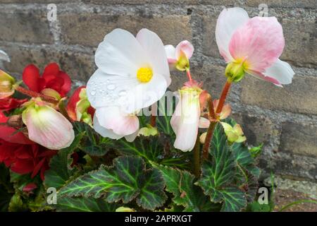 Tuberöse Begonia mit Blumen in weißen, roten und hellen Rosenfarben. Tiefgrüne Blätter mit wunderschönem Muster. Stockfoto