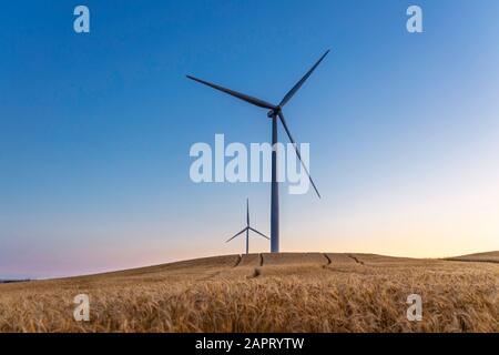 Zwei Windkraftanlagen drehen sich um die Energieerzeugung inmitten eines Weizenfeldes. Windparks werden zu einer immer wichtigeren Quelle von Interm Stockfoto