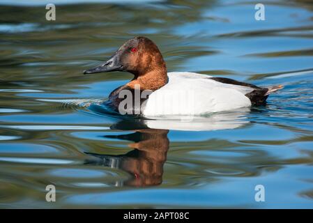 Männliche Canvasback (Aythya valisineria) Schwimmen in einem Teich im Freestone Park; Gilbert, Arizona, Vereinigte Staaten von Amerika Stockfoto