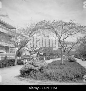 Israel 1948-1949: Tel Aviv EIN Park in Tel Aviv mit Müttern und Kindern in einem Park. Datum: 1948 Ort: Israel, Tel Aviv Schlüsselwörter: Bäume, Kinder, Parks Stockfoto