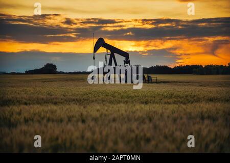 Ein Ölpumpenheber mitten auf dem Weizenfeld mit dem schönen Himmel bei Sonnenuntergang. Ein Pumpenheber ist ein Gerät, das in der Mineralölindustrie zum Extrahieren des CRU verwendet wird Stockfoto