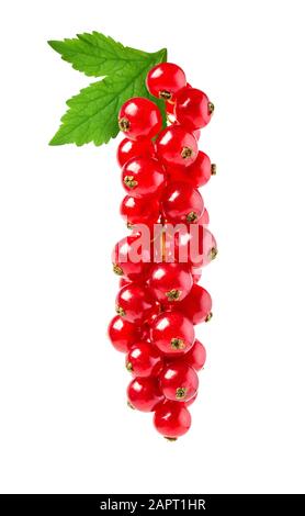 Korinthen auf dem Ast. Rote Bordkerre isoliert. Rote Farbe auf weißem Hintergrund. Draufsicht. Korinthen auf Weiß. Stockfoto