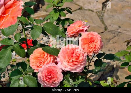 Blühender Busch aus lachsfarbenen Rosen im Rosengarten mit sanft-klüftenden Blumen in voller Floreszenz. Zärtlicher sommerlicher Blumenhintergrund mit RO Stockfoto