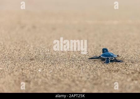 Babyschildkröte bei Pantai Pandan Sari, kriechend auf dem Sand; Ost-Java, Java, Indonesien Stockfoto