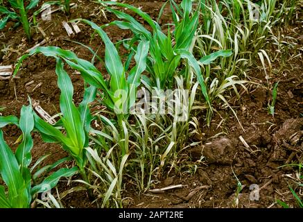 Landwirtschaft - Unkraut, chemische Anwendung, Ergebnisse der post-direkten Herbizid Spray auf Gräser in einem Maisfeld / Delaware, USA. Stockfoto