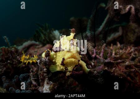 Ein leuchtend gelber Warty Frogfish - Antennarius maculatus - sitzt auf dem Riff im südlichen komodo. Im Komodo-Nationalpark, Indonesien, eingenommen. Stockfoto