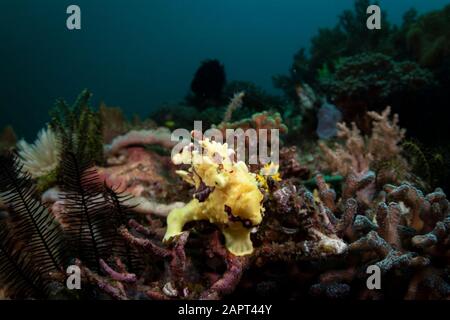 Ein leuchtend gelber Warty Frogfish - Antennarius maculatus - sitzt auf dem Riff im südlichen komodo. Im Komodo-Nationalpark, Indonesien, eingenommen. Stockfoto