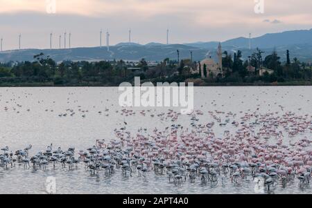 Gruppe wilder Flamingo-Vögel, die sich am Salzsee vor der berühmten Hala-Sultan-Tekke-Muslim-Schreinmoschee in Larnaca in C ausruhen und füttern Stockfoto