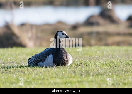 Die Barnacle-Gans ruht in einem sonnenbeleuchteten Grasland von Ottenby auf der schwedischen Insel Oland Stockfoto