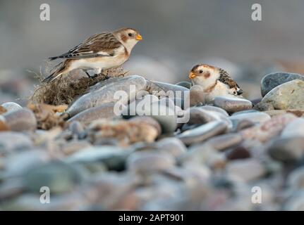 An der Nordwales-Küste überwintern Schneebrötchen, die entlang der Seeverteidigung und der Gezeitenlinie forsten Stockfoto