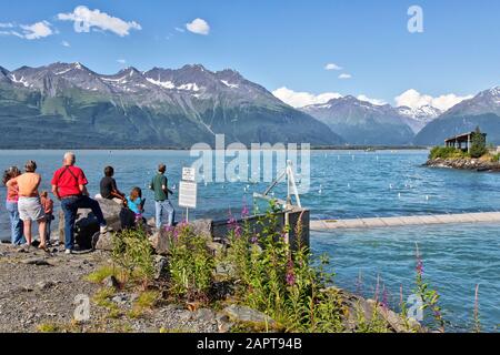Besucher, Familie, die Seelöwen, Möwen und Lachslaicher, Valdez Bay, Solomon Gulch Fish Hatchery betrachtet. Stockfoto