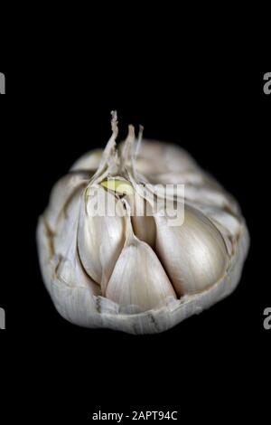 Weißer und violetter Knoblauchkopf auf schwarzem Grund Stockfoto