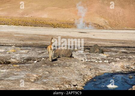 Vicuna in El Tatio Geysers, Altiplano, Chile Stockfoto