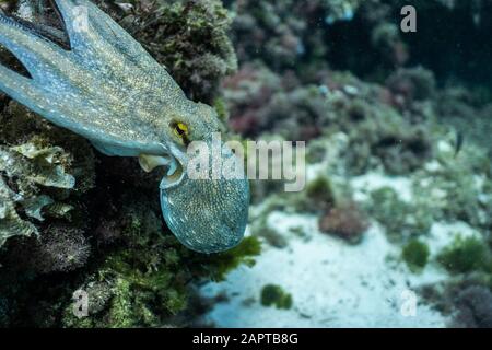 Wilder Tintenfisch unter Wasser, wunderschönes Wildleben in Palma de Mallorca, Unterwasserfotografie der Tierwelt, wunderbares Tierfoto Stockfoto