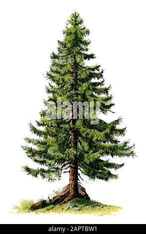 Norwegische Fichte, Europäische Fichte Picea abies, (Buch über die Botanik, ) Stockfoto