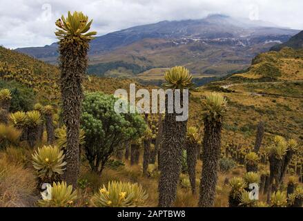 Frailejones Paramo Ökosystem Kolumbien Stockfoto