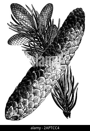 Norwegen Fichte, Europäische Fichte, Picea abies, (Biologiebuch, 1903) Stockfoto