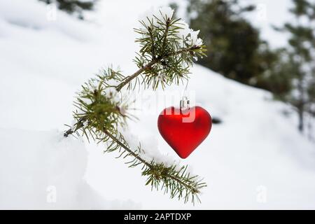 Rotes, herzförmiges Weihnachtsornament hängt am Zweig eines schneebedeckten winzigen immergrünen Baumes Stockfoto