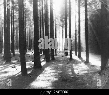 Nadelholz, Bäume, Wälder, Alleen, botanisch, Douglasbos Datum: Undatierte Stichwörter: Bäume, Wälder, Botanische, Alleen, Nadelholz Personenname: Douglasbos Stockfoto