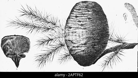 Zeichnung/Datum: Undatierte Stichwörter: Bäume, Wälder, Botanische, Alleen, Nadelholz Personenname: Cedrus Stockfoto